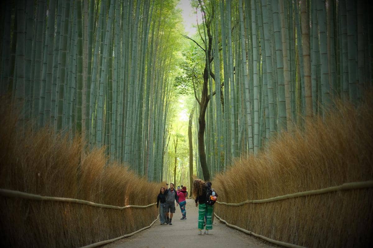 ilustrasi hutan bambu Arashiyama, Kyoto, Jepang