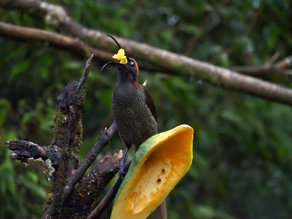 Burung Epimachus meyeri