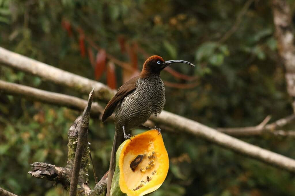 Burung Epimachus meyeri