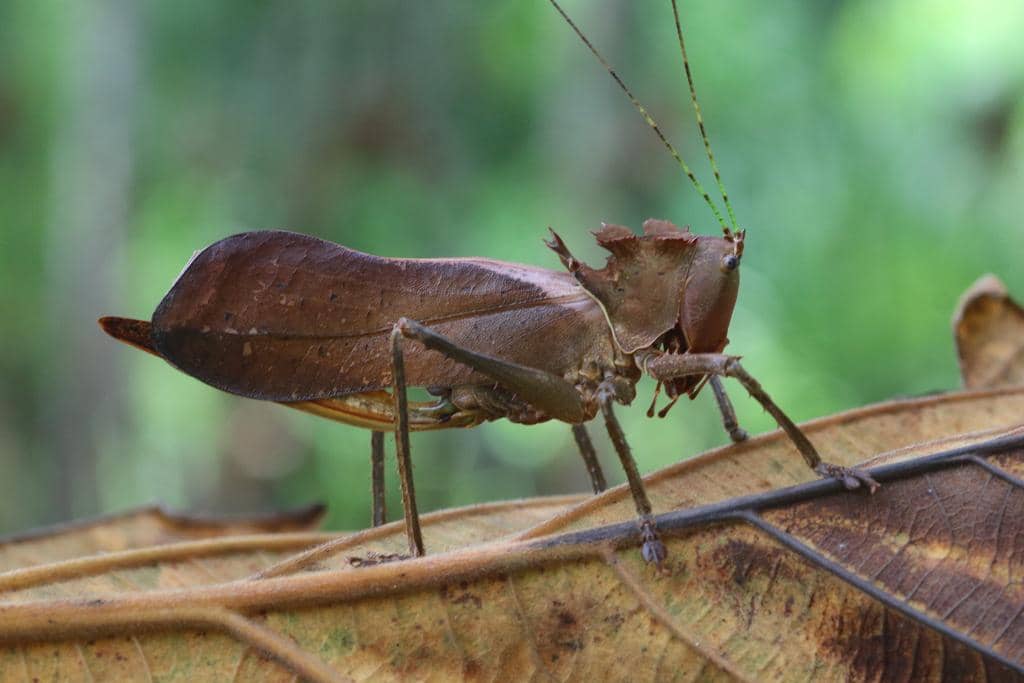 5 Fakta Malayan Dragon-Headed Katydid, Belalang Hutan Berkepala Naga