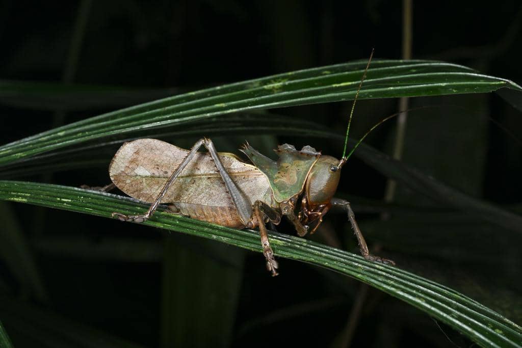 Belalang Lesina intermedia