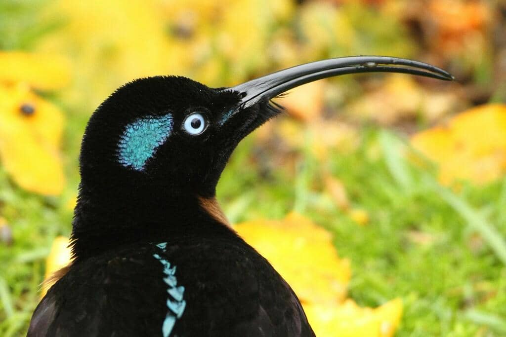 Burung Epimachus meyeri