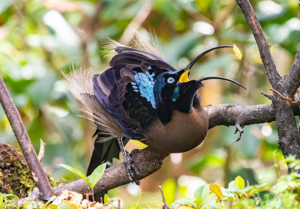 Burung Epimachus meyeri