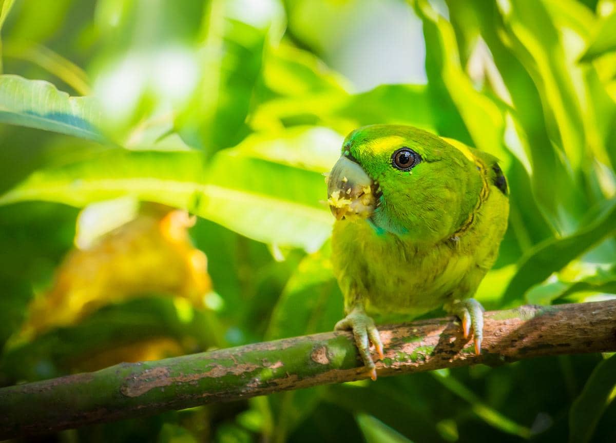 Guaiabero mendapatkan namanya dari kebiasaannya yang suka makan jambu biji.