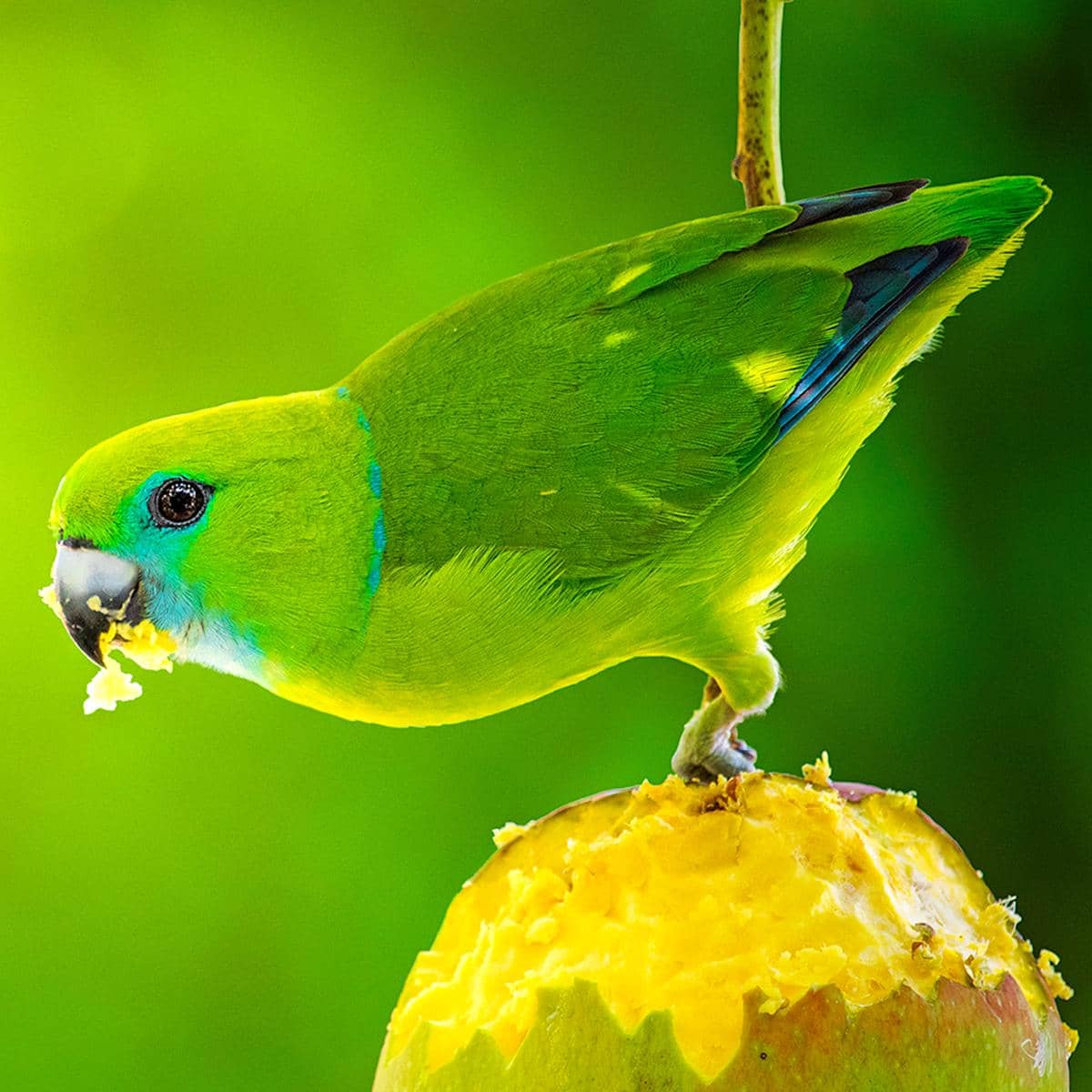 Guaiabero punya ciri kalung biru di lehernya.