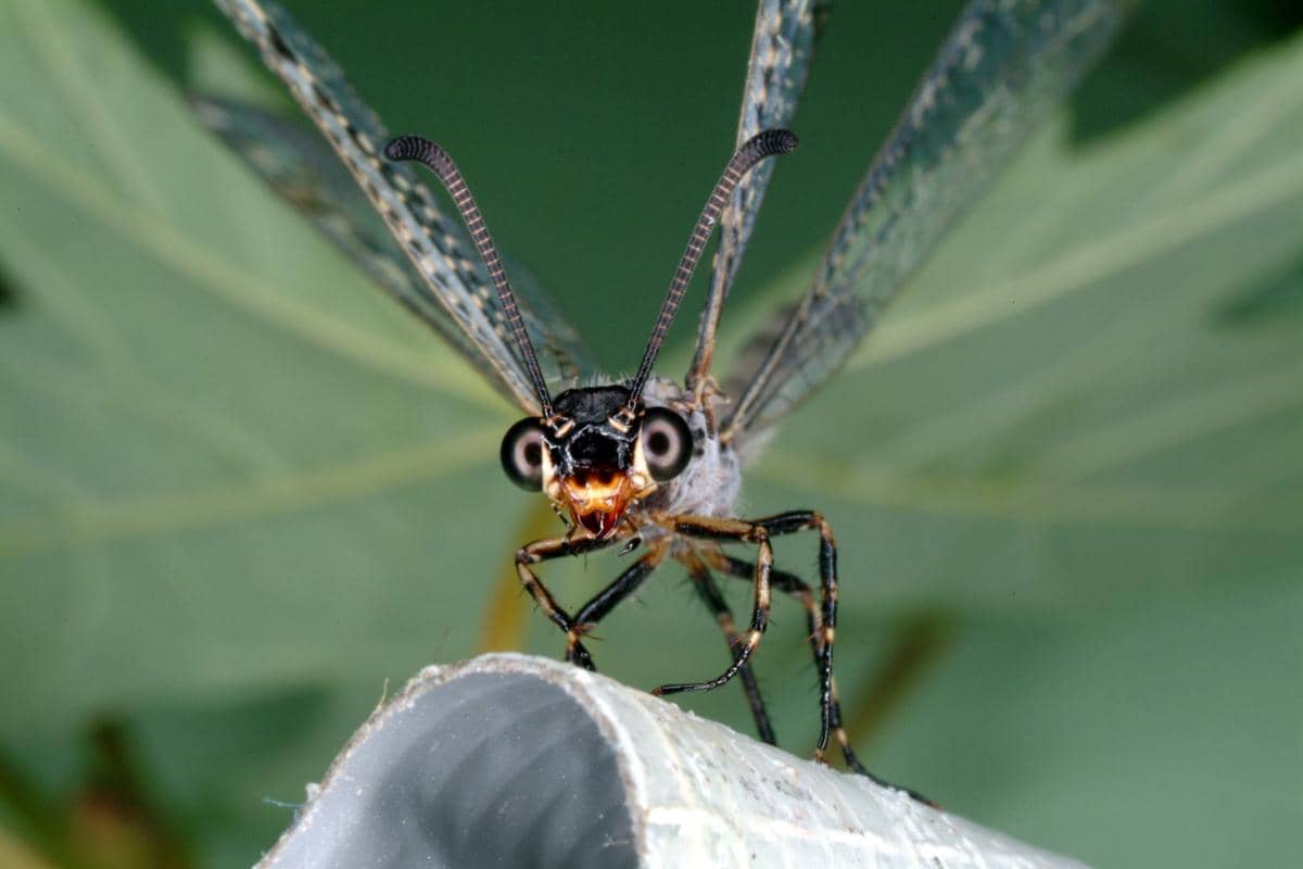 Antlion dewasa