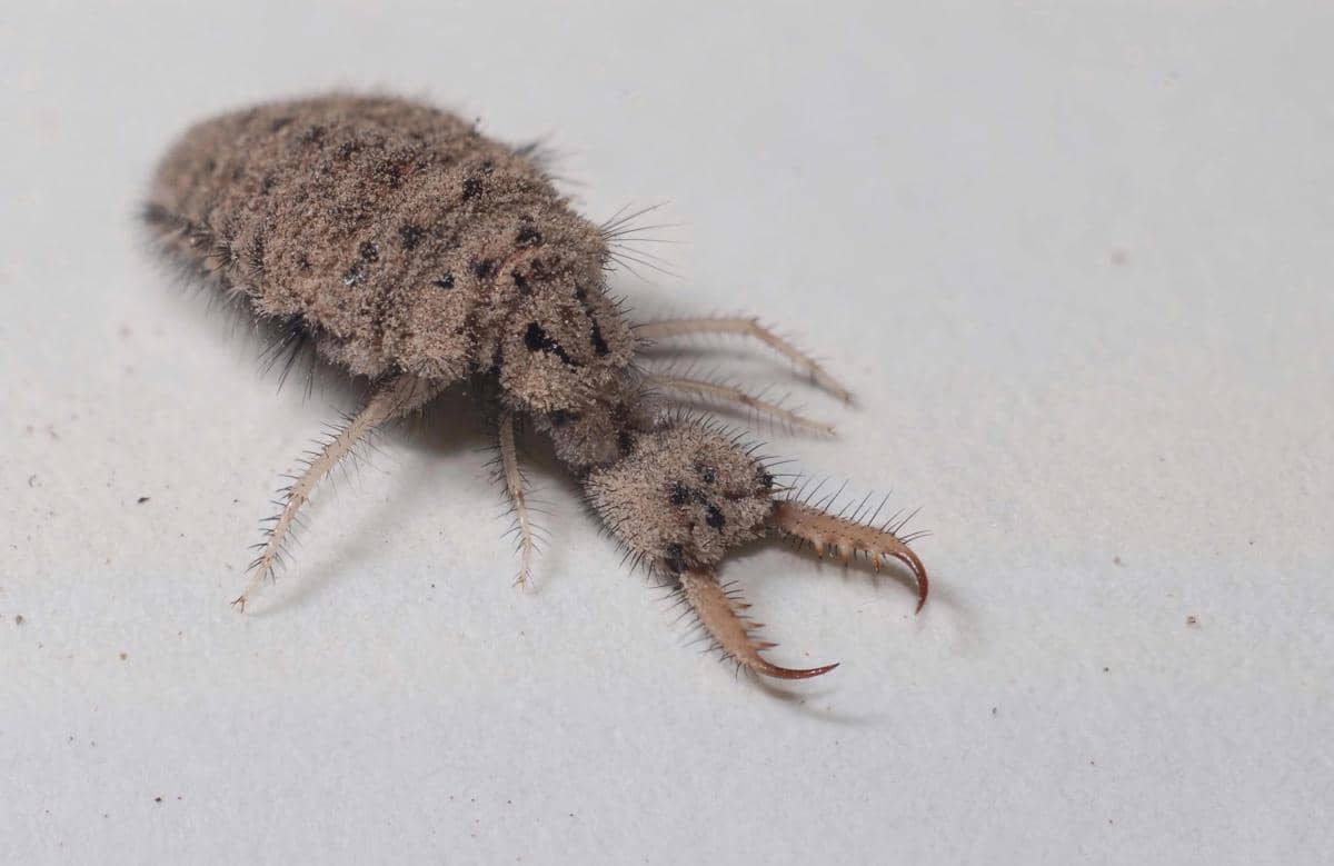 Antlion 