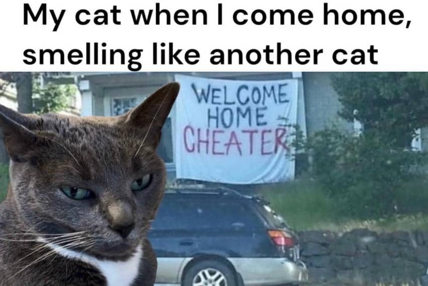 8 Meme Kucing tentang Pengkhianatan, Ada Bau Kucing Lain?