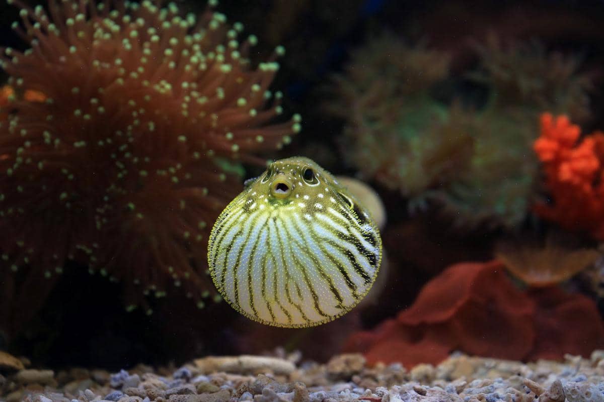 Ikan Buntal