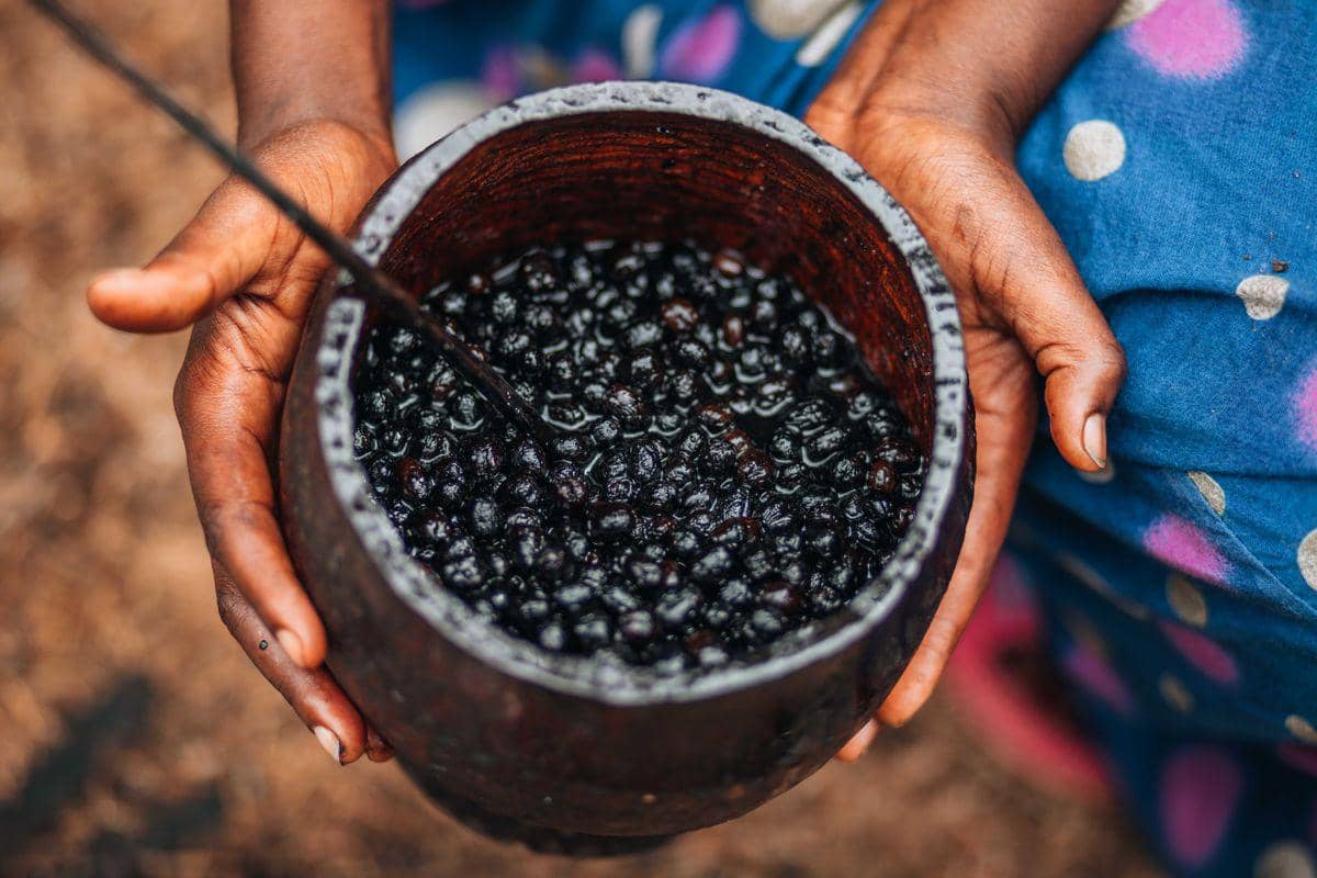 ilustrasi buah acai