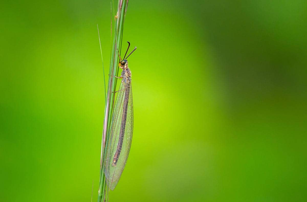5 Fakta Antlion, Serangga yang Jebak Mangsanya dengan Pasir Hidup