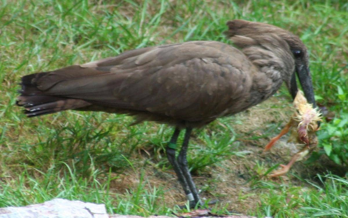 Burung hamerkop