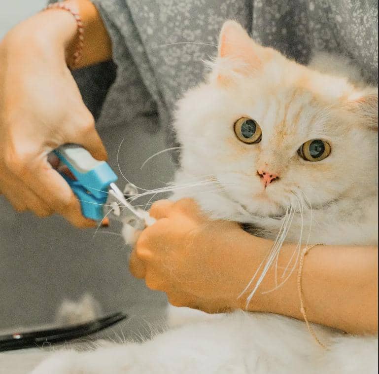 grooming di Ryota Pet Shop & Cat Grooming (instagram.com/ryotapetshop)