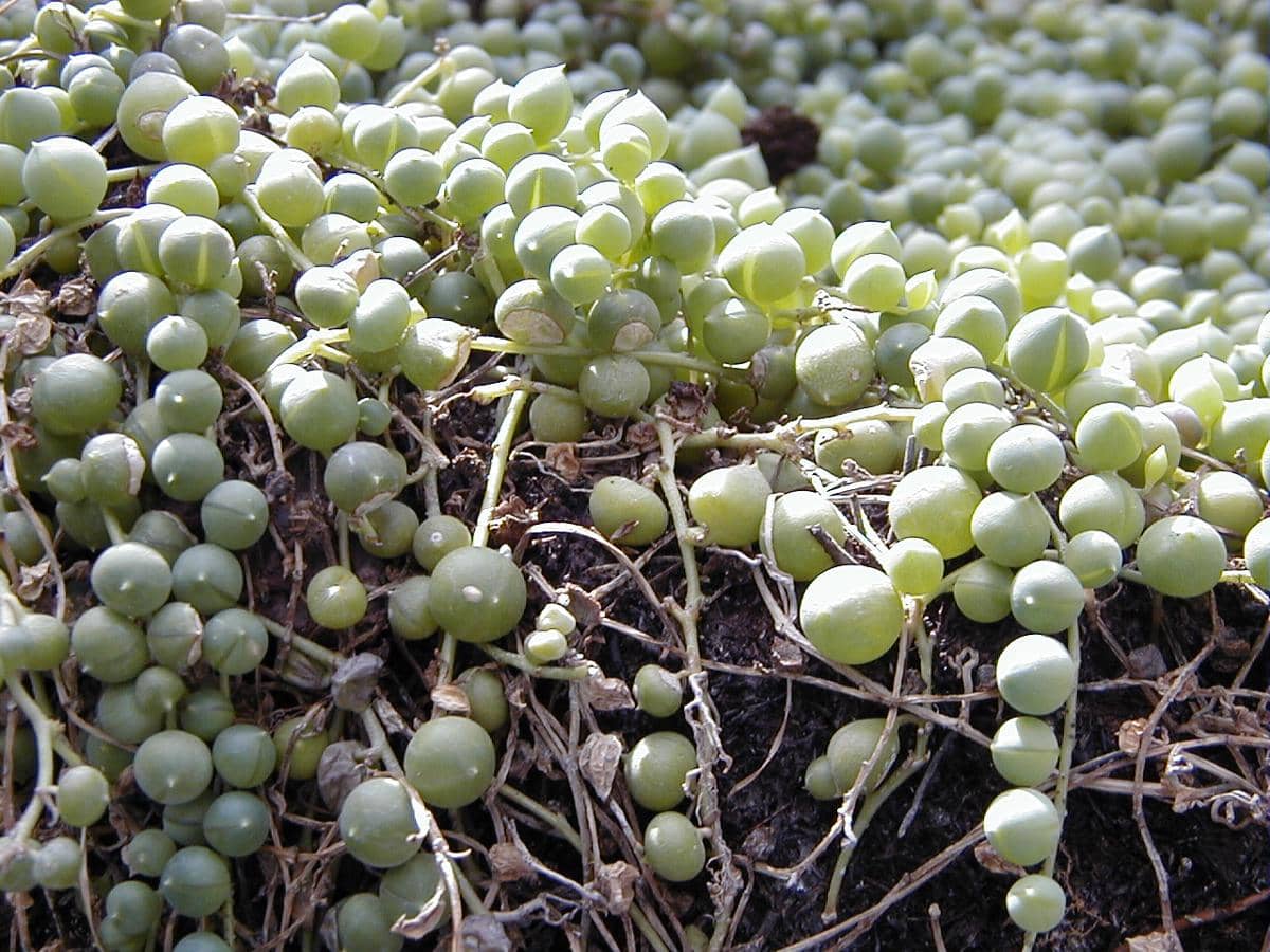 string of pearls