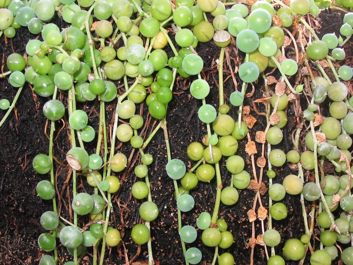 string of pearls
