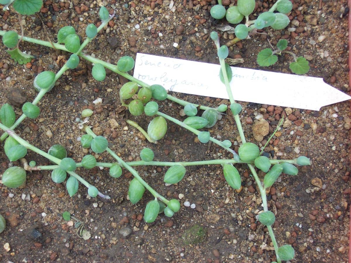 string of pearls