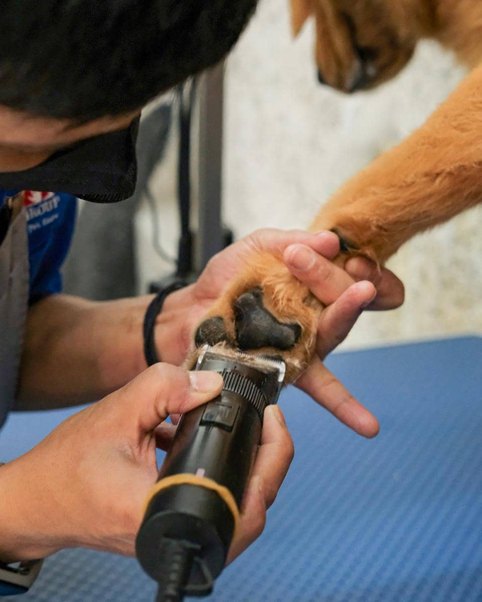 grooming di JJ Pet House (instagram.com/jjpethouse)
