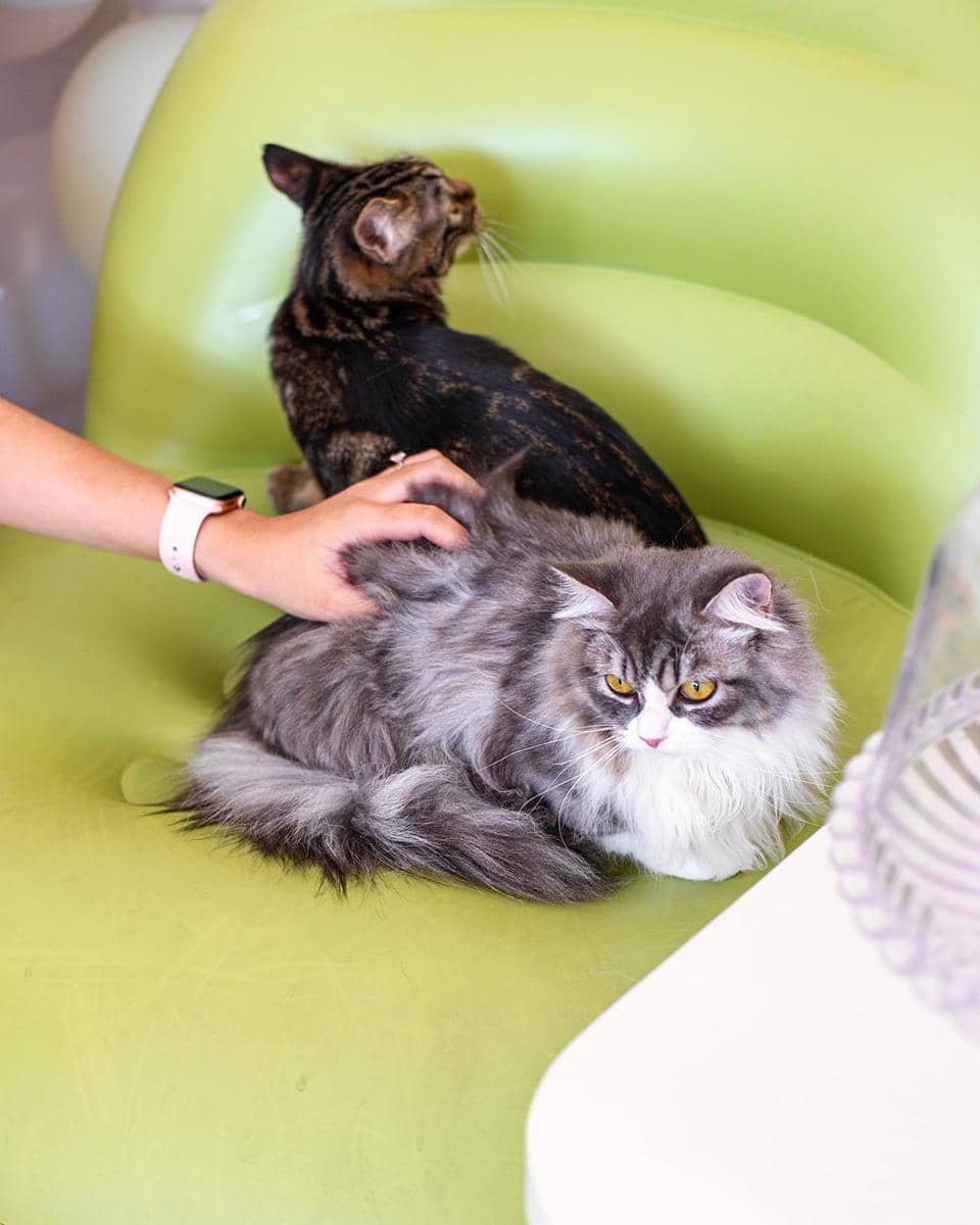 suasana di BARKWELL Pet Grooming & Cafe (instagram.com/barkwellbali)