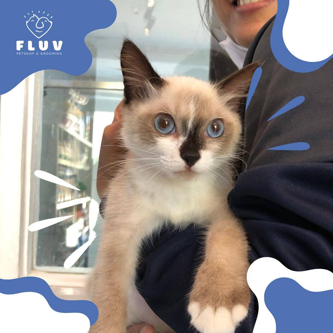 perawatan kucing di FLUV Petshop & Grooming (instagram.com/fluvpetsbali)