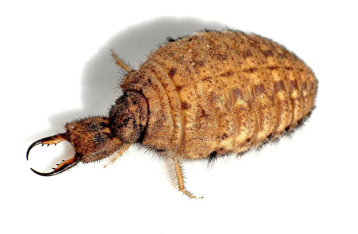 Antlion 