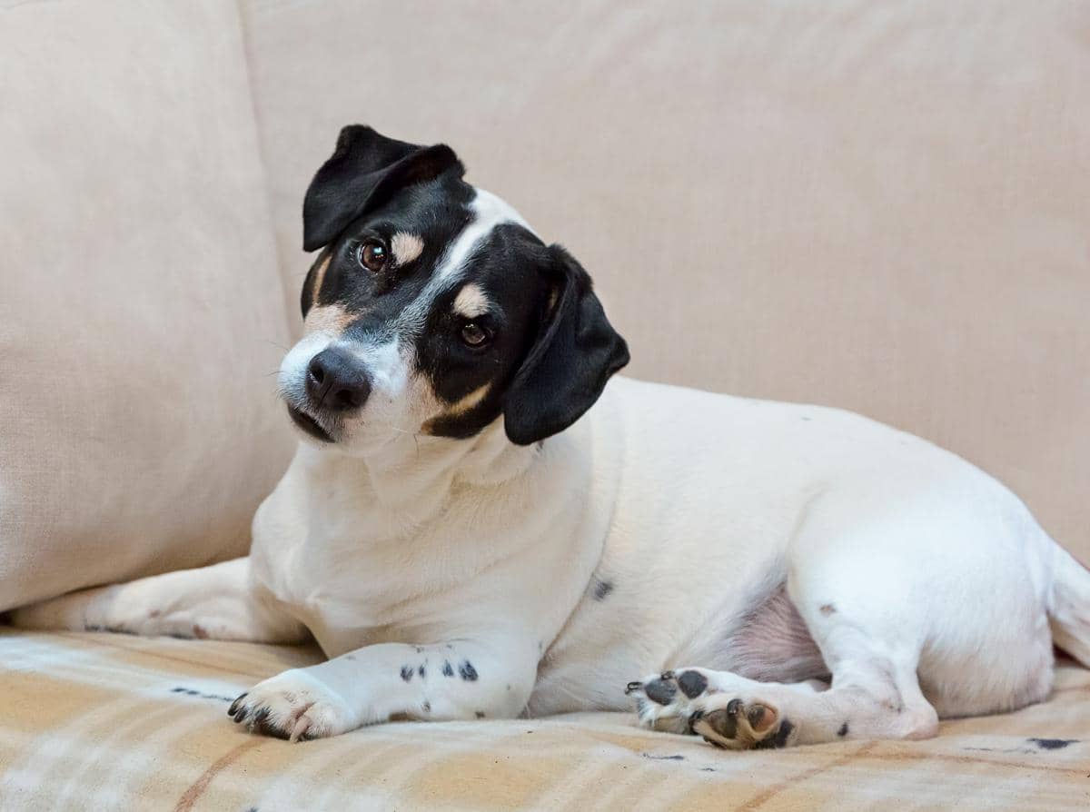 Anjing berwarna putih dengan bintik hitam dan cokelat sedang berbaring di sofa sambil memiringkan kepala dengan ekspresi penasaran.