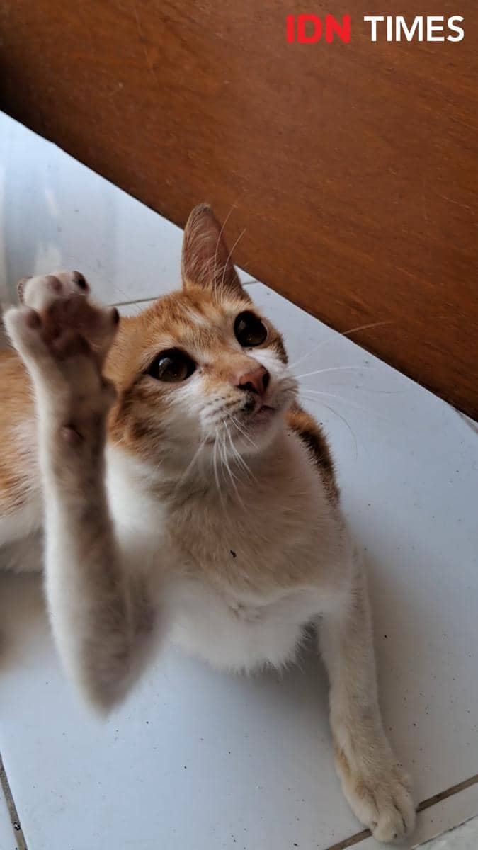 7 Tempat Grooming Kucing di Bali Terpercaya