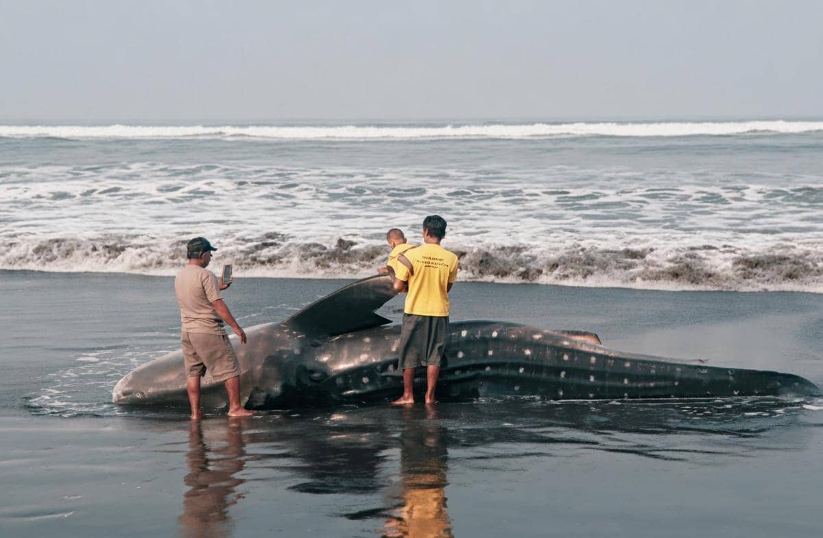 Beberapa petugas berdiri di tepi pantai memeriksa bangkai hiu tutul raksasa yang terdampar di pasir hitam dekat ombak laut.