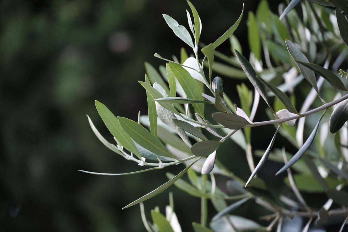 Ilustrasi olea europaea