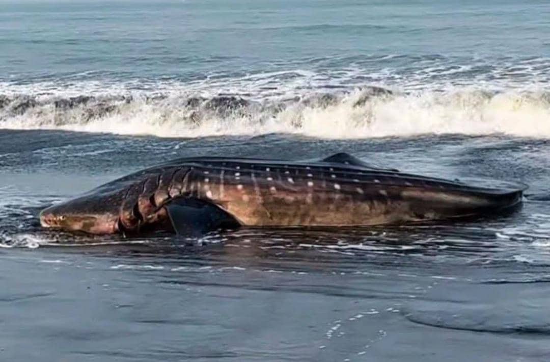 Kesaksian Warga Temukan Hiu Paus Raksasa Mati Terdampar di Pantai Bleberan, Cilacap