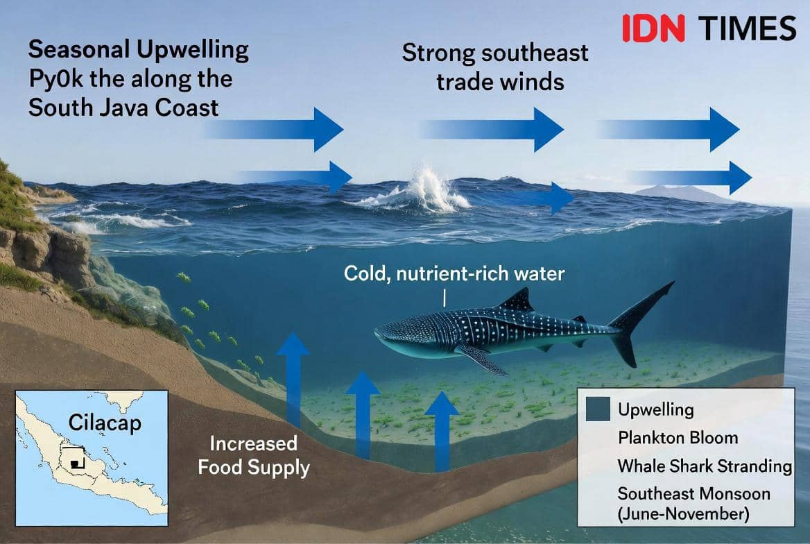 Ilustrasi fenomena upwelling musiman di pantai selatan Jawa yang memperlihatkan arus laut naik membawa air dingin kaya nutrisi dan seekor hiu tutul.