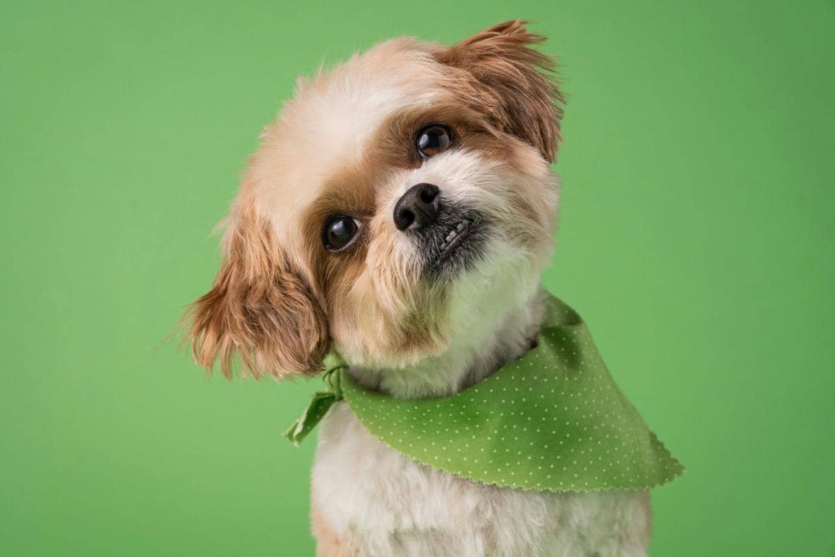 Anjing kecil berbulu cokelat dan putih mengenakan bandana hijau bermotif titik, memiringkan kepala di latar belakang hijau polos.