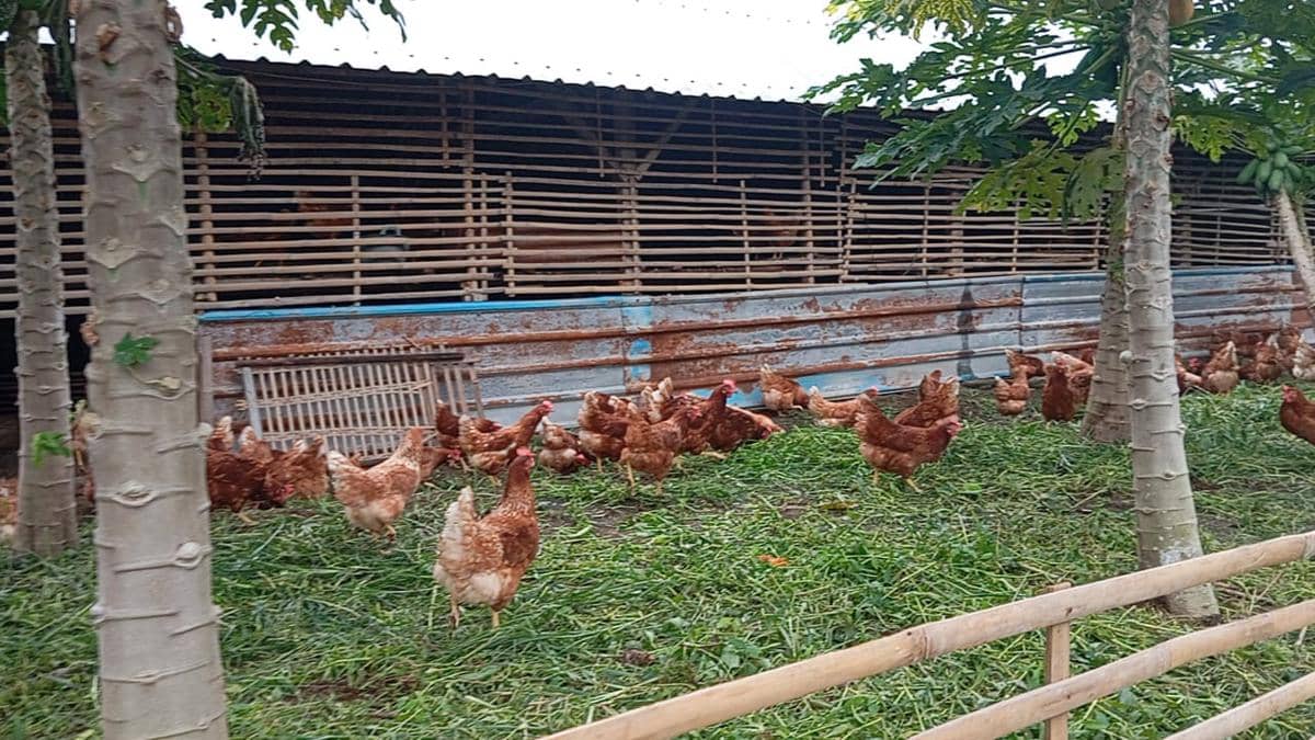 Permintaan Tinggi, Ini Cara Beternak Ayam Petelur Bahagia