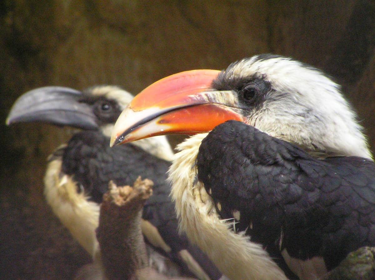 Rangkong von der Decken jantan memiliki paruh berwarna merah, sementara betina memiliki paruh berwarna hitam.