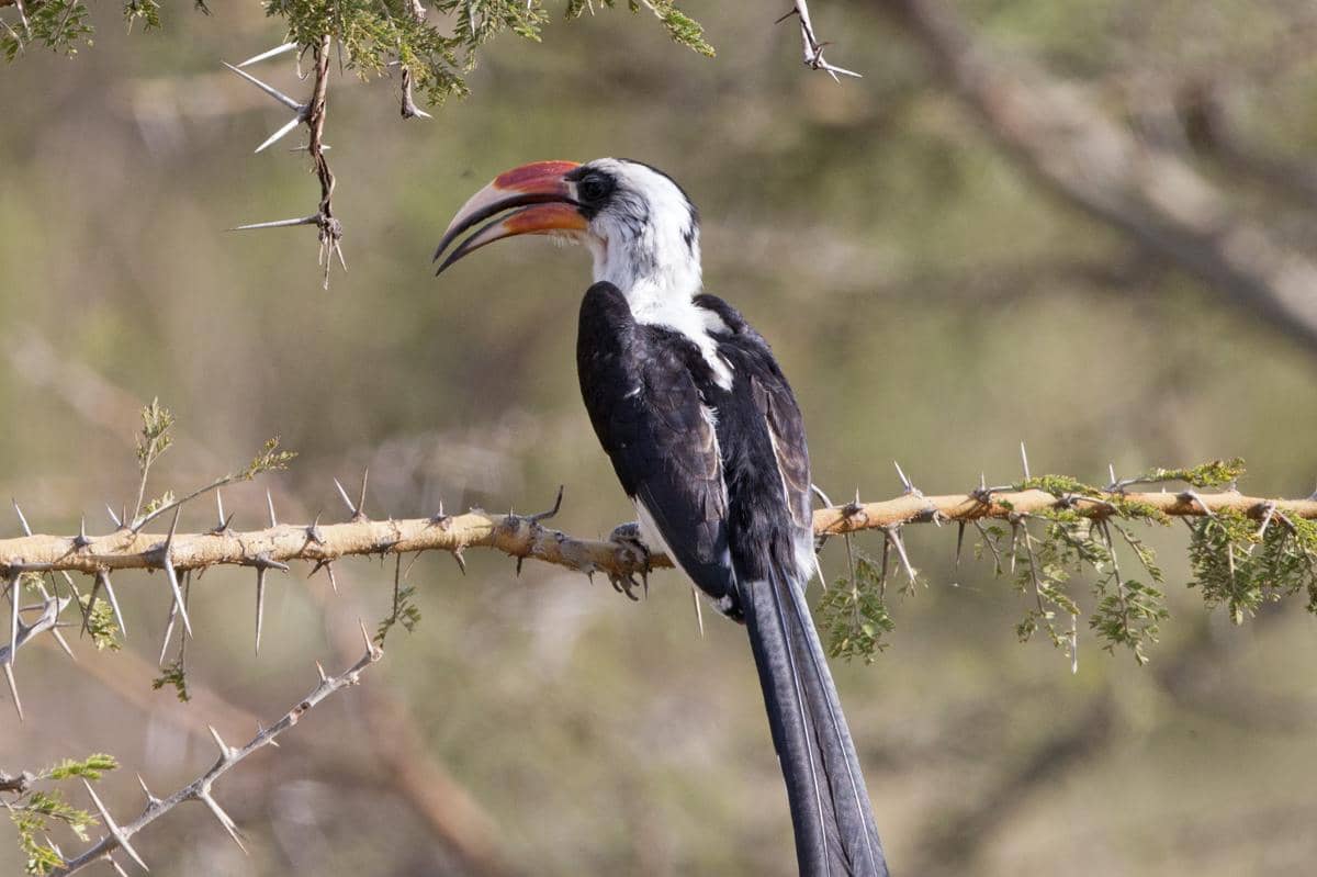 Rangkong von der Decken asal wilayah Afrika timur.