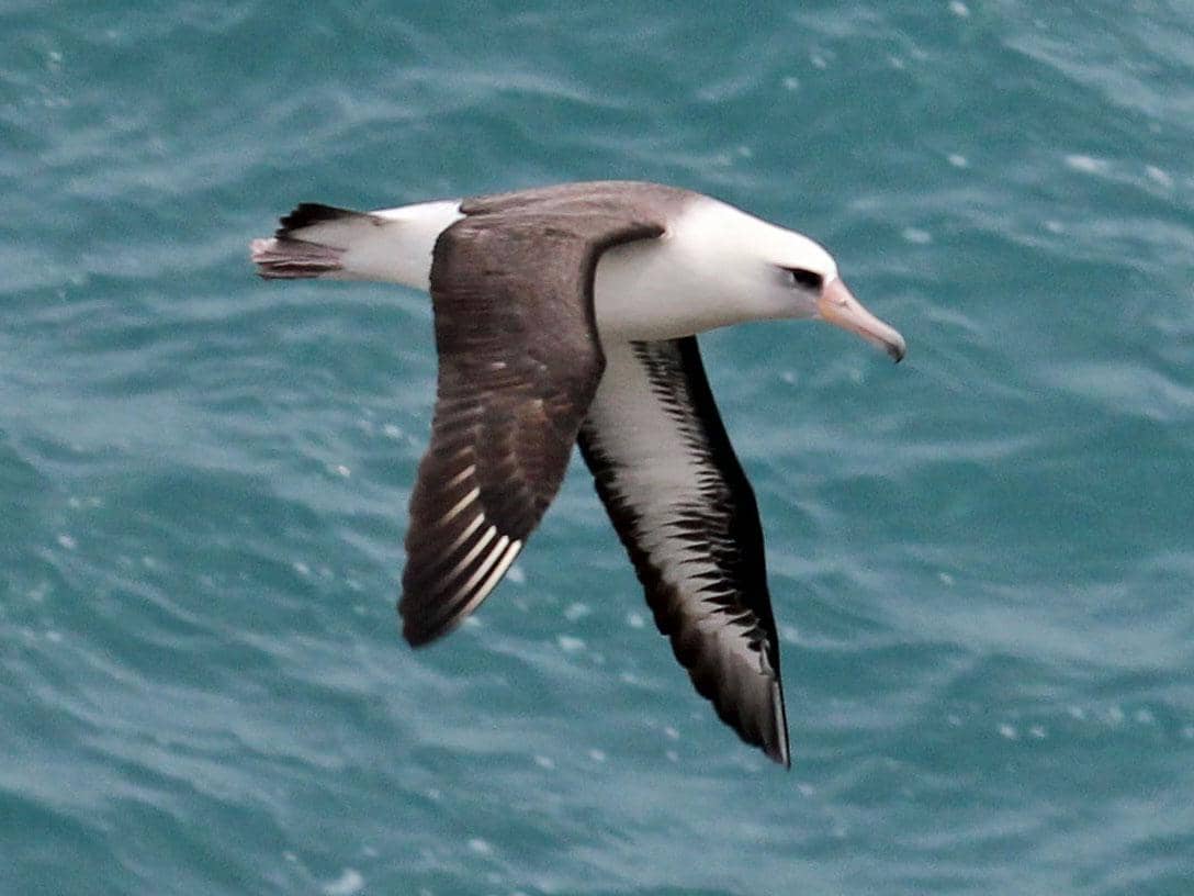 burung albatros laysan