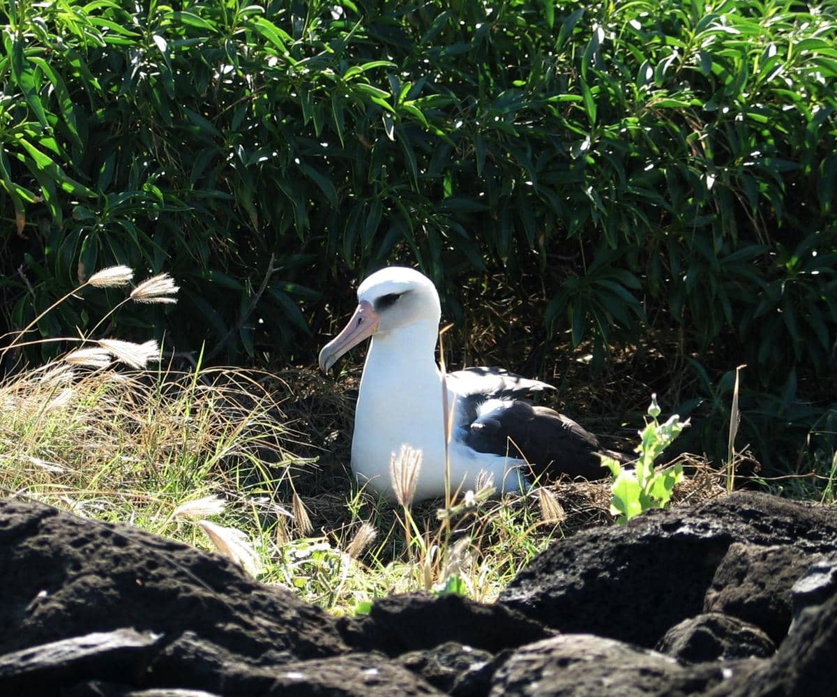 burung albatros laysan