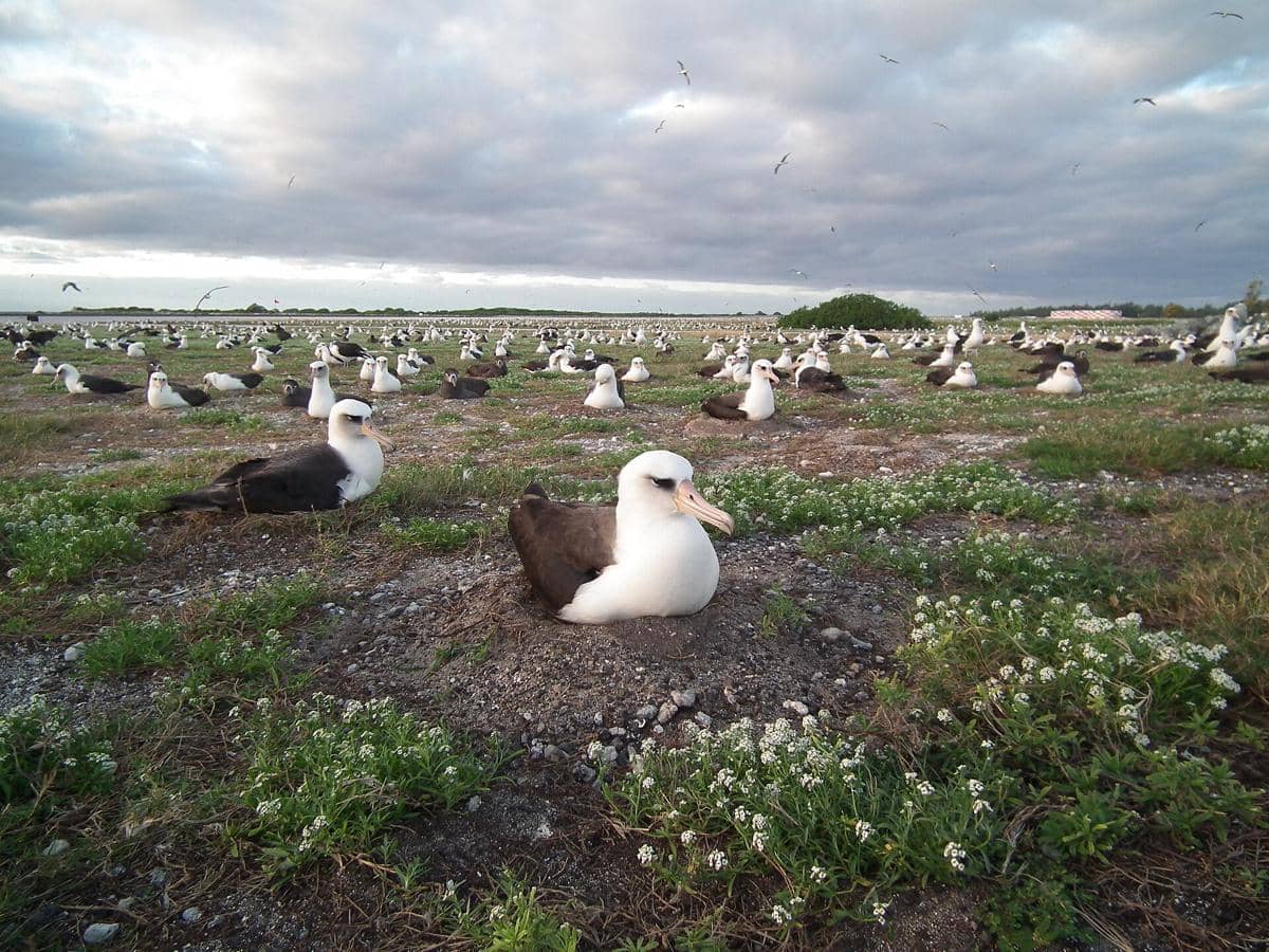 burung albatros laysan