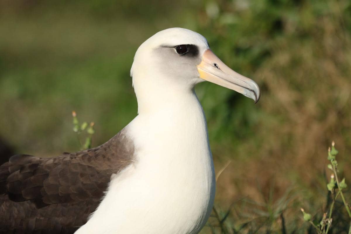 5 Fakta Albatros Laysan, Albatros Terkecil di Belahan Bumi Utara