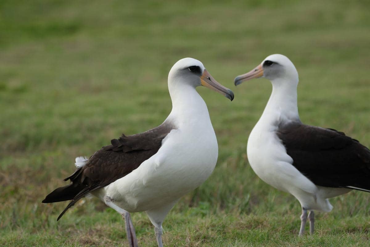 burung albatros laysan