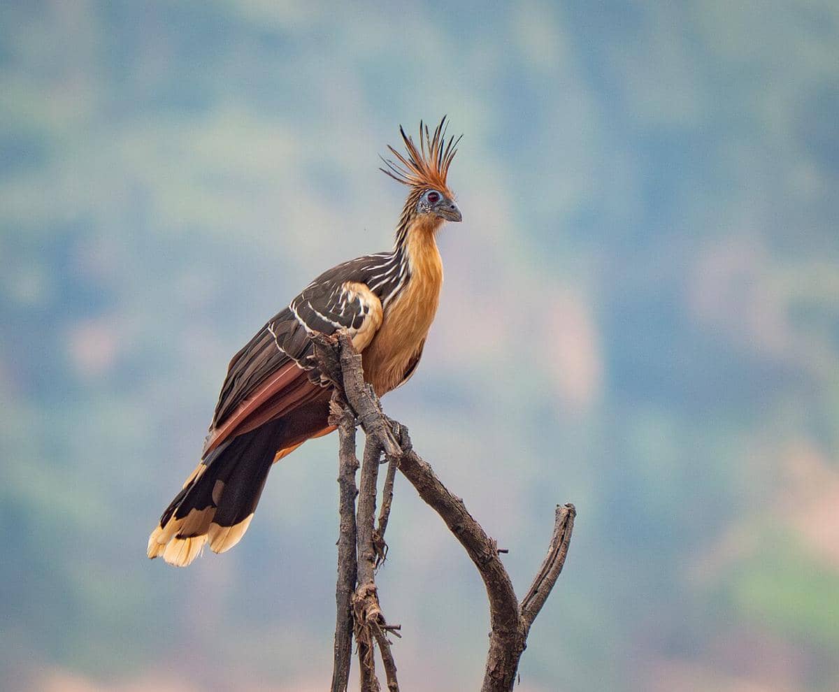 Burung Hoatzin