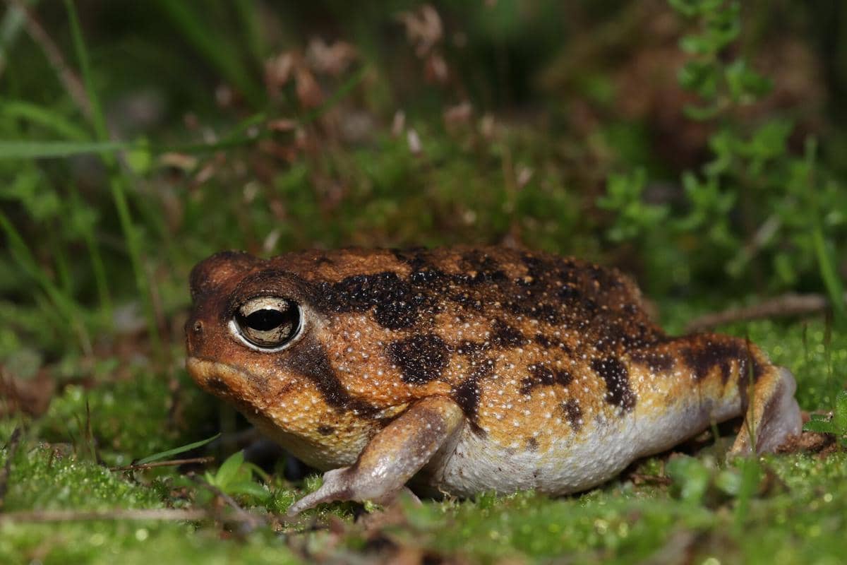 Katak Hujan Gurun