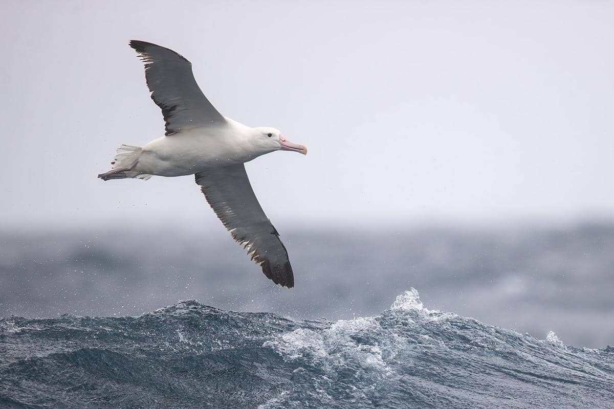 Burung Albatros 
