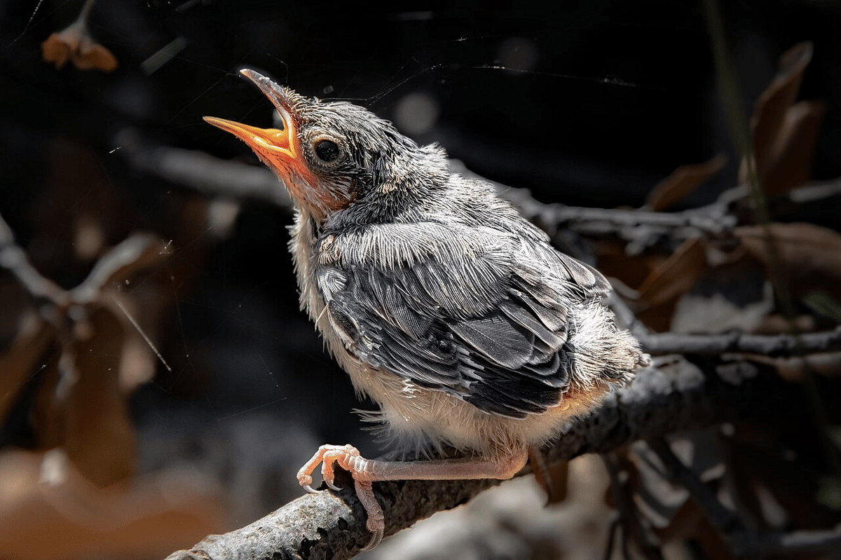anak burung