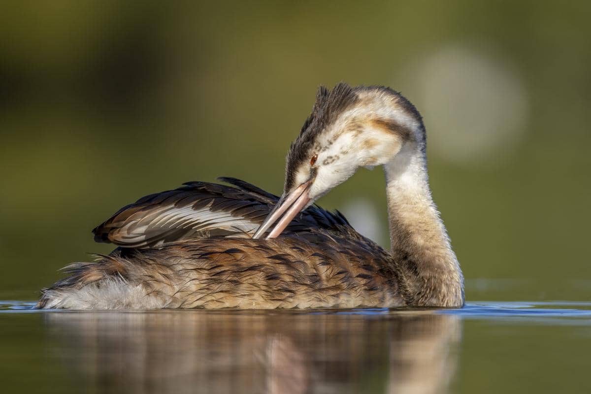 Great Crested Grebe memiliki kebiasaan memakan bulunya sendiri