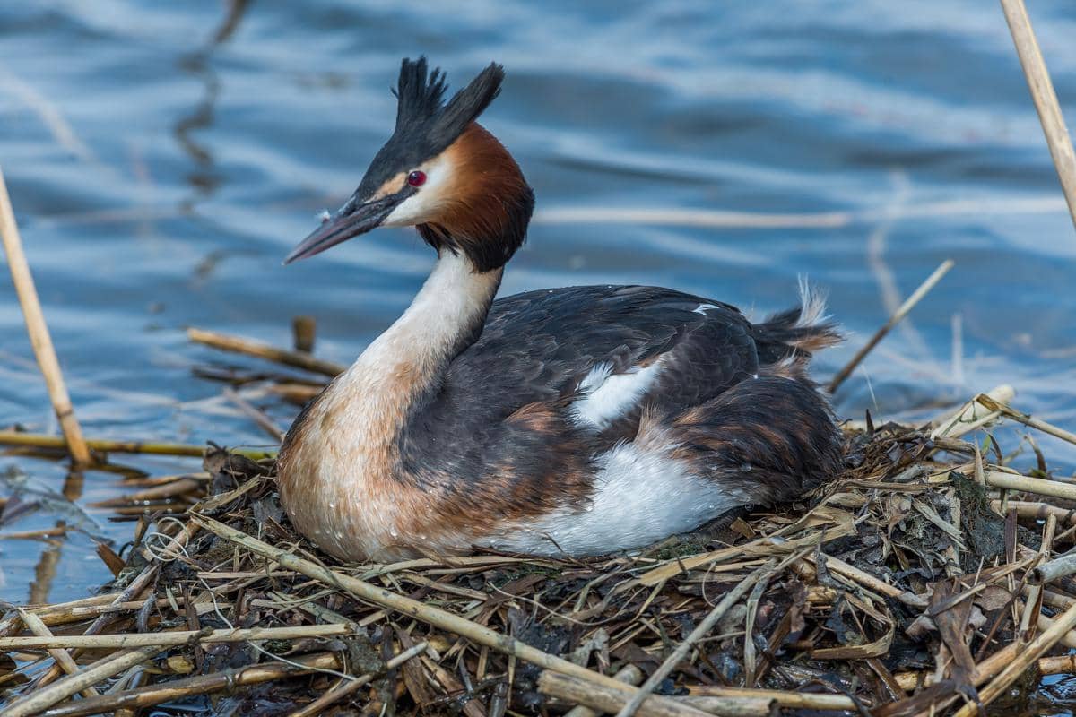 bulu Great Crested Grebe pernah menjadi incaran fashion