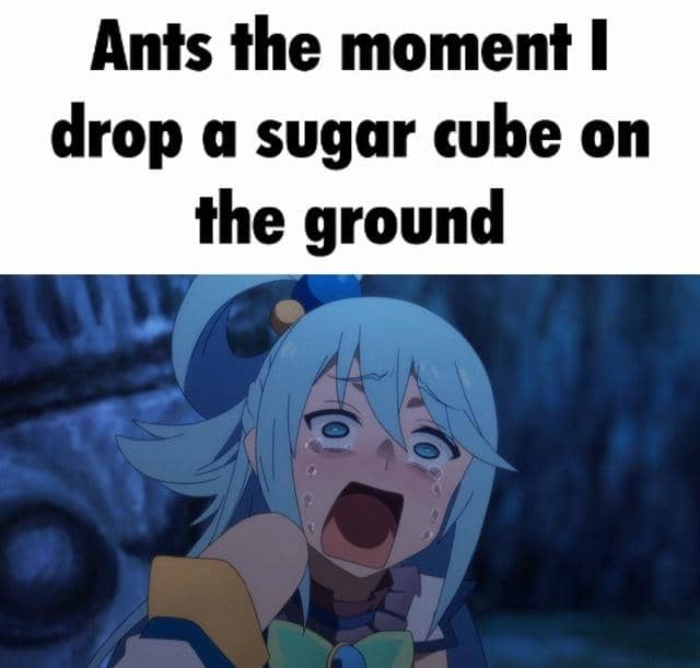 meme anime tentang gula