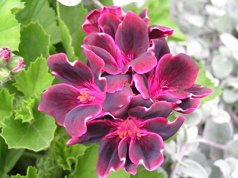 ilustrasi pelargonium lord bute