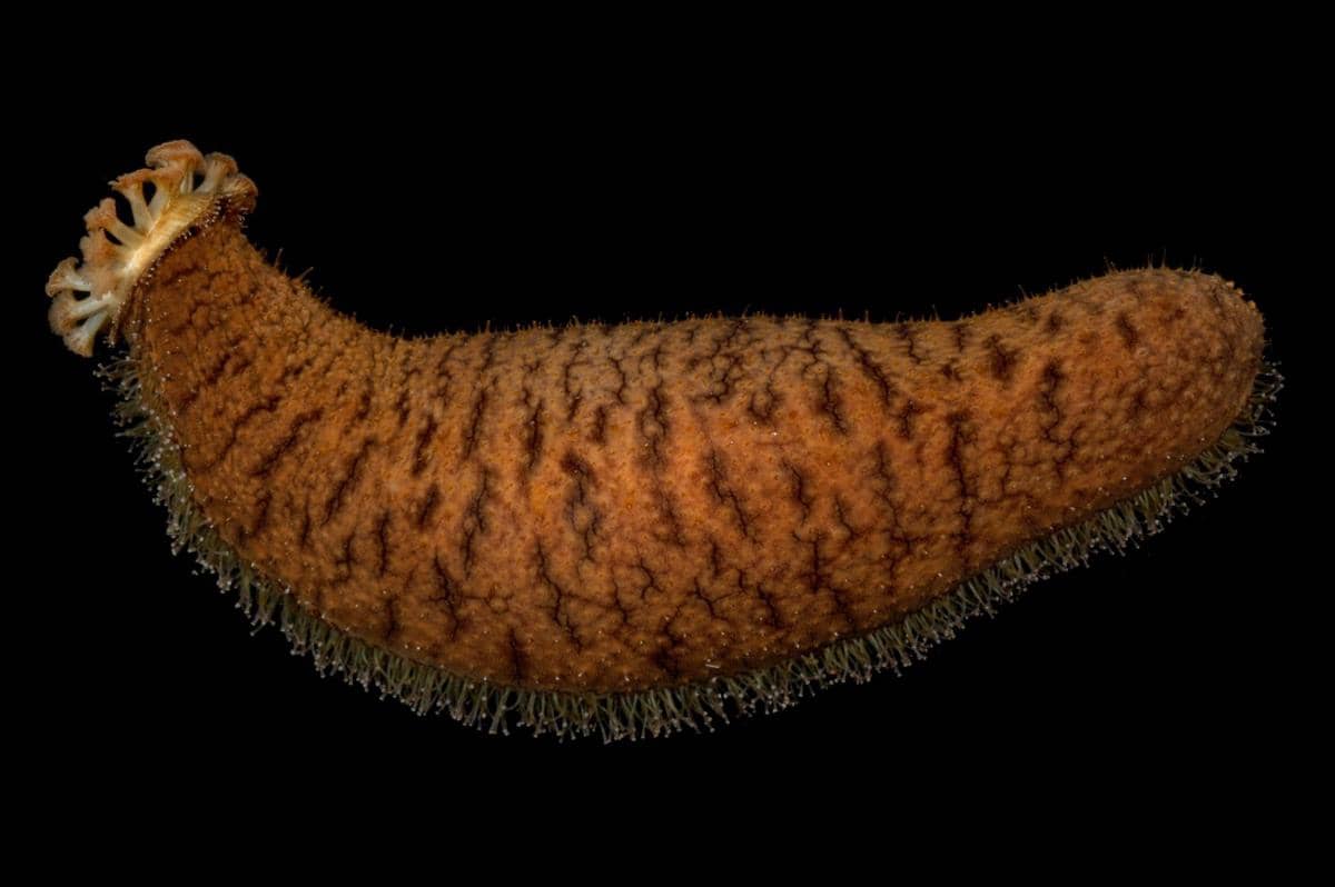 Teripang