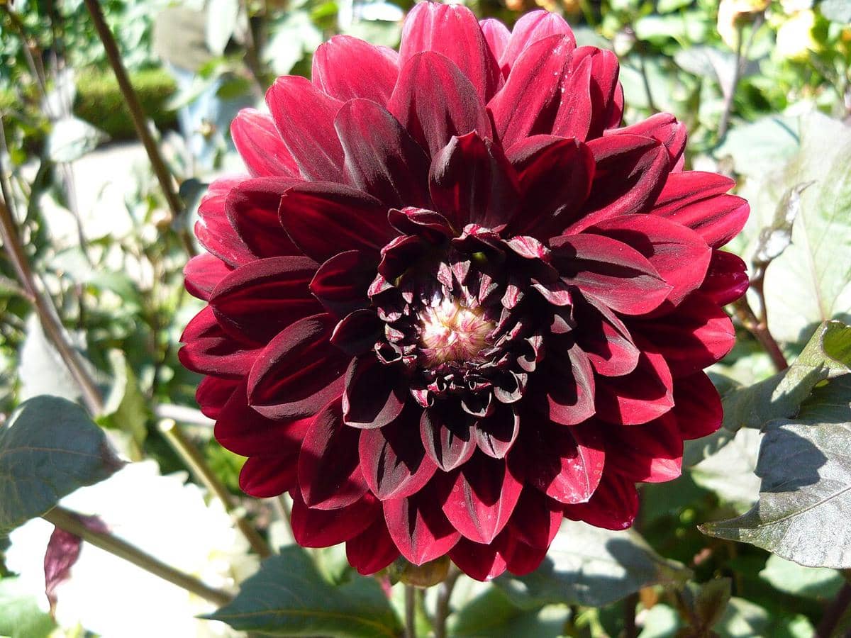 ilustrasi dahlia karma choc