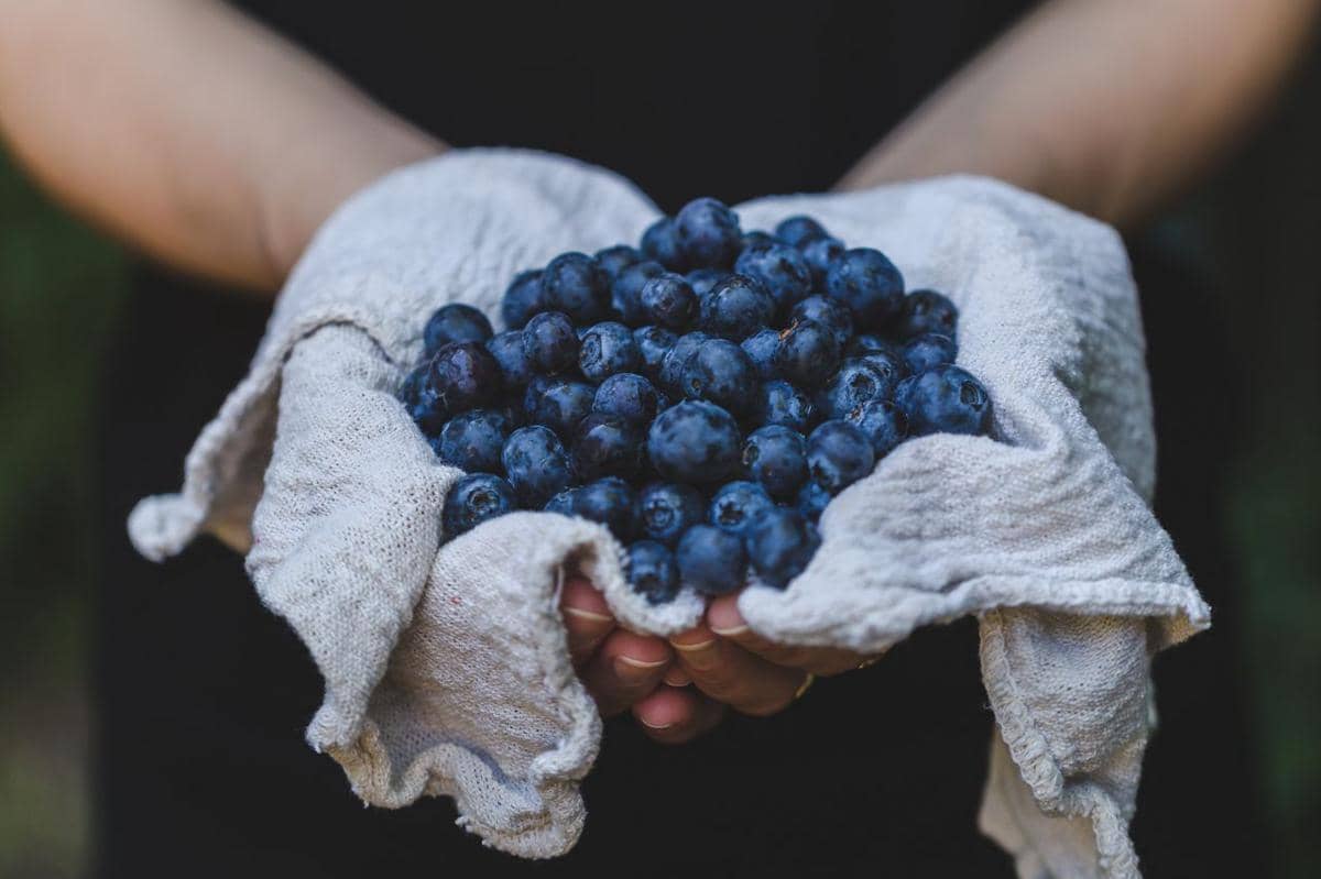 ilustrasi memilih buah blueberry